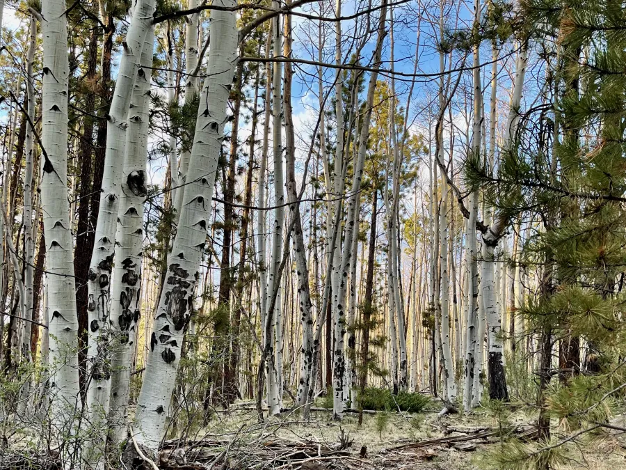A stand of aspen trees