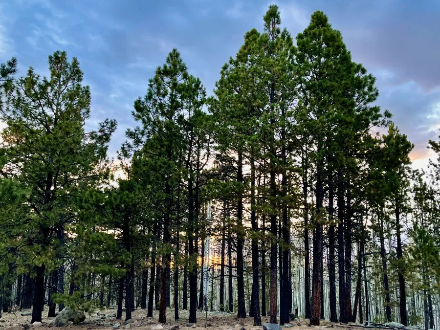 The setting sun through a stand of Ponderosa pine trees