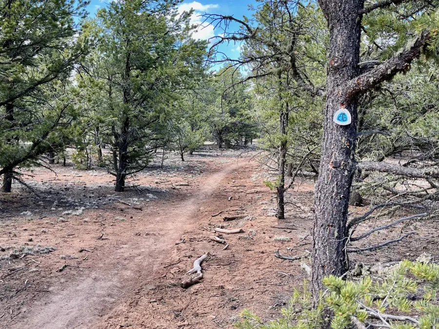 The CDT crosses a forest