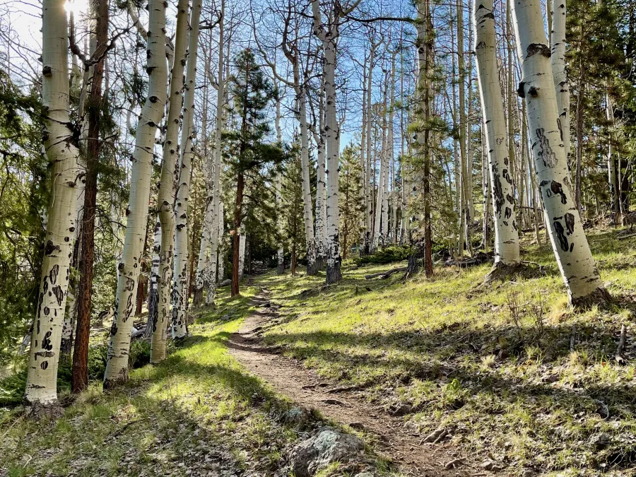 A forest of aspen trees