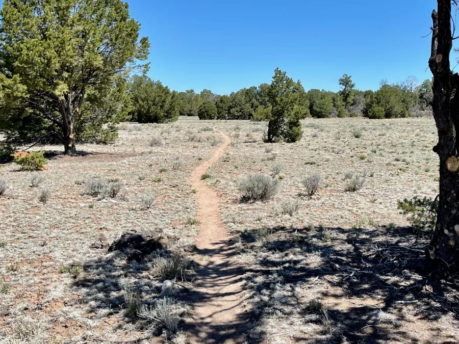 Squiggly, flat trail
