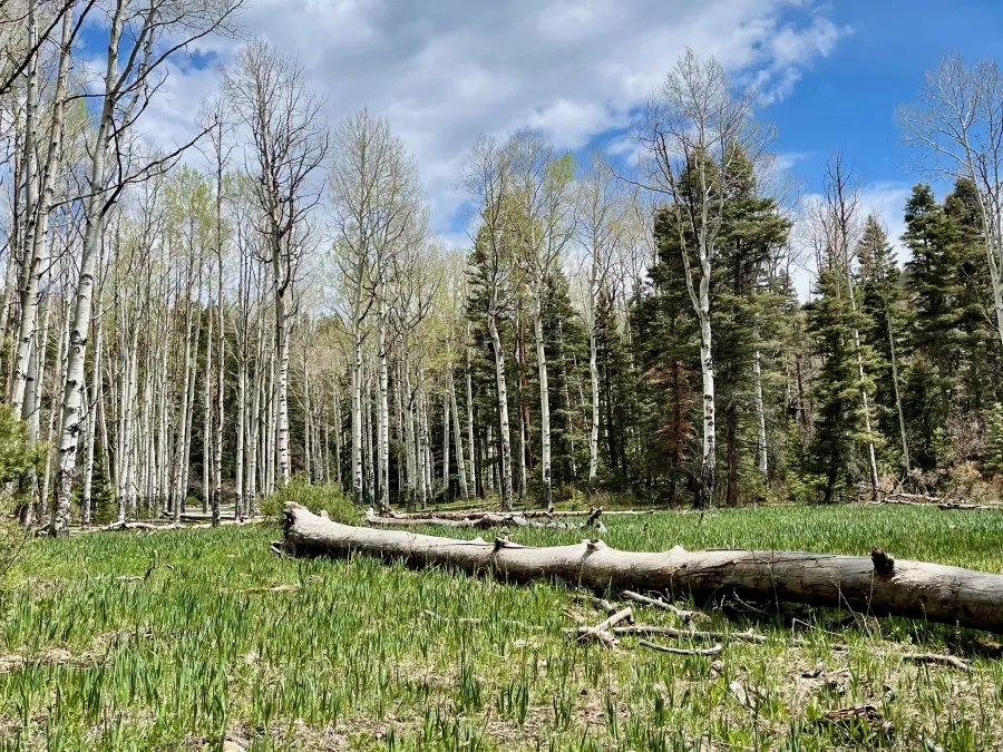 Aspen at the edge of a mountain park