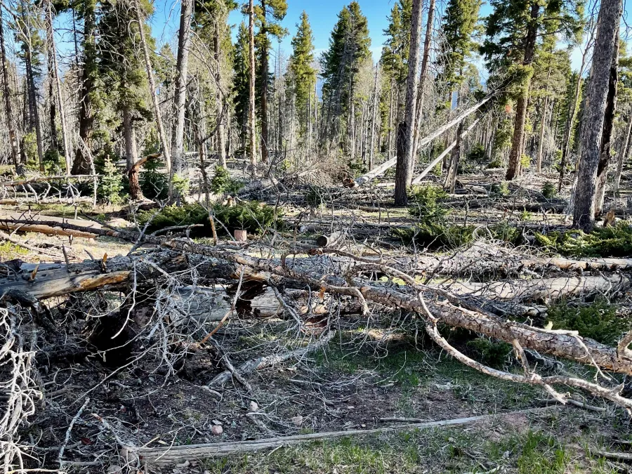 Blowdowns across the trail