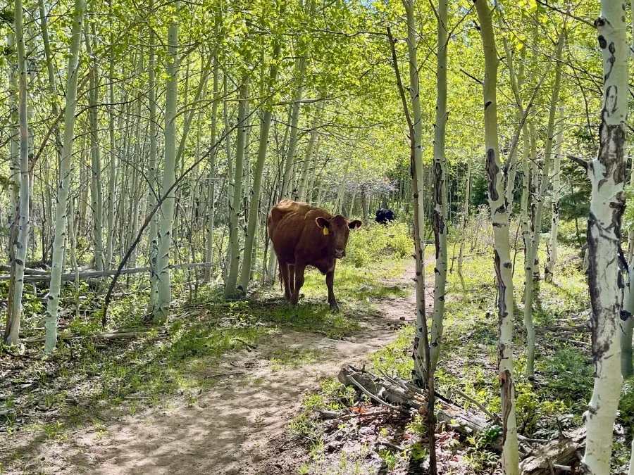 A cow blocks the trail
