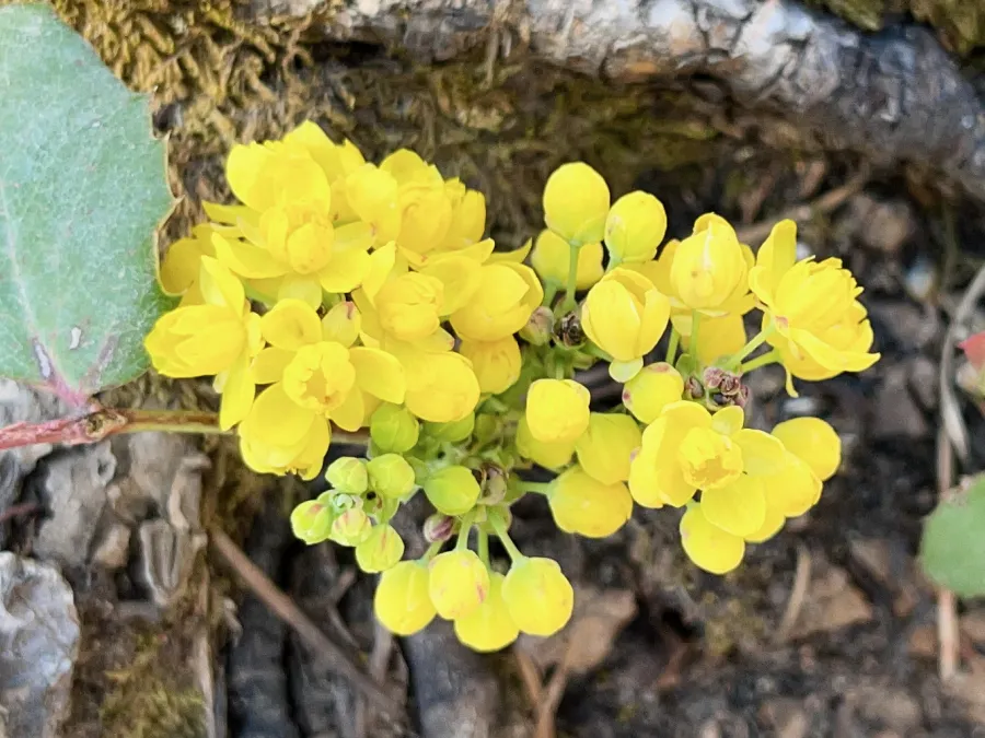 Creeping Oregon grape