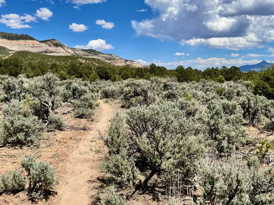 Sagebrush in a desert