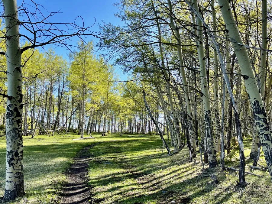 Aspen trees in the morning sun