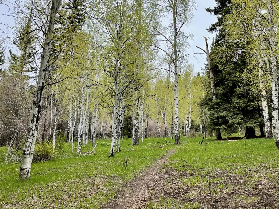 Entering a stand of aspen trees