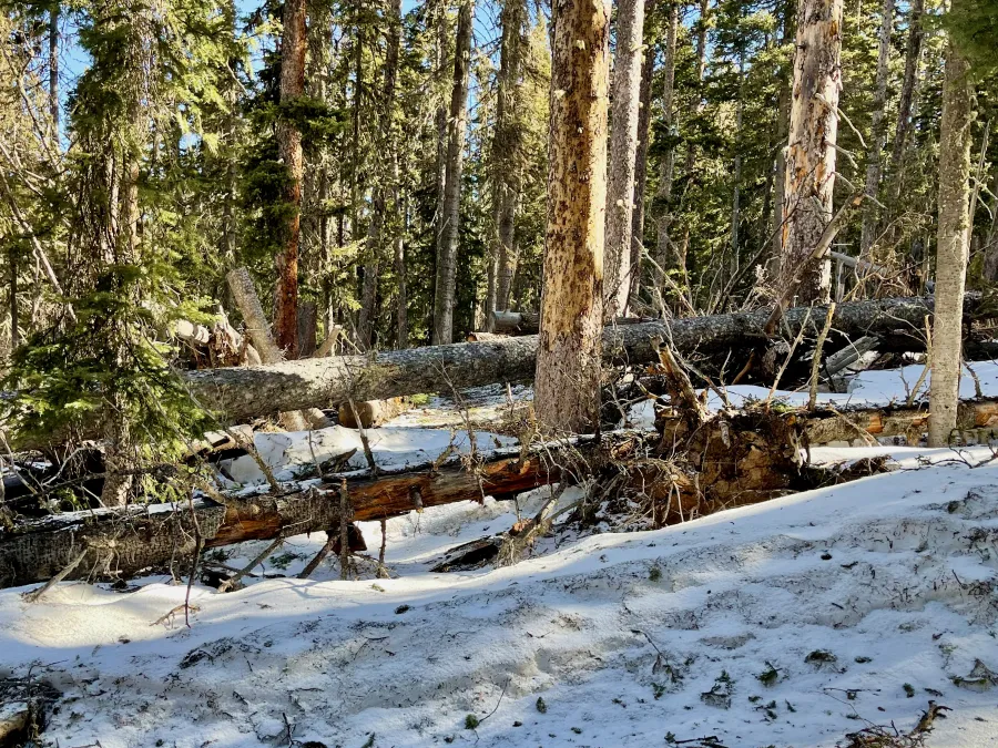 blowdowns across the trail