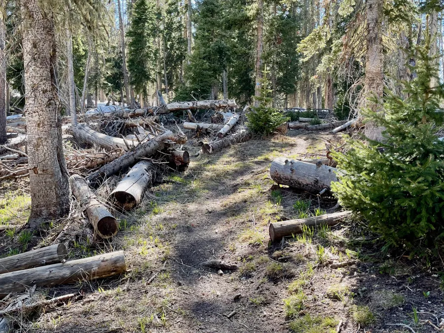 A surprisingly snow-free section of trail