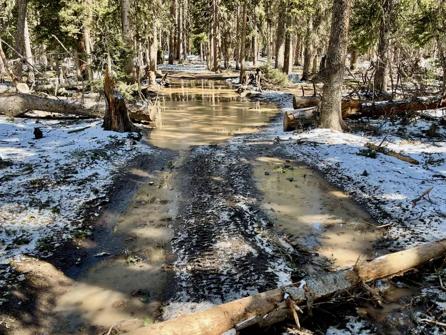 A flooded Forest Service road