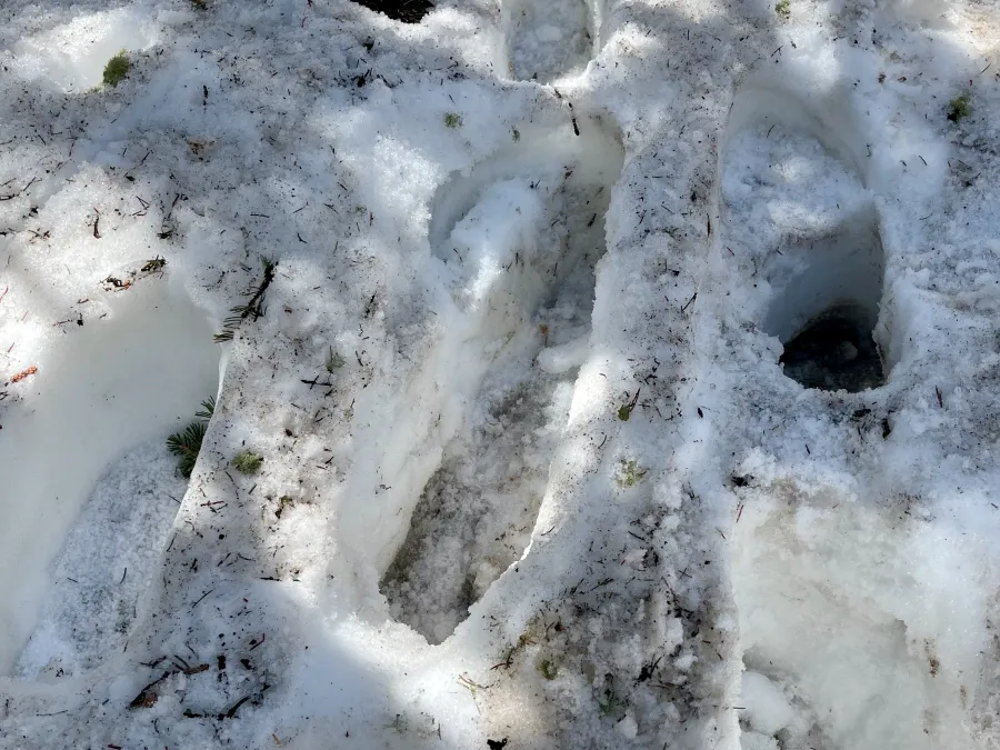 Post holes in the snow