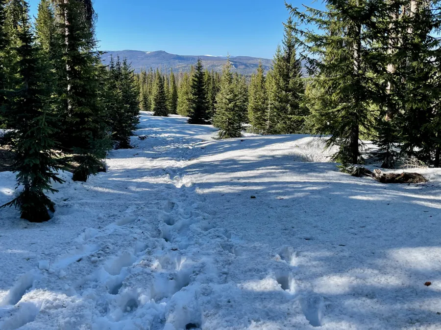 A Forest Service road covered in snow