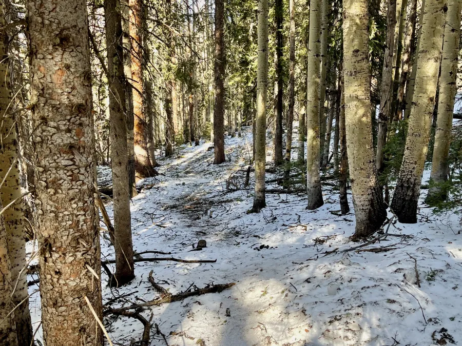 Snow on the trail