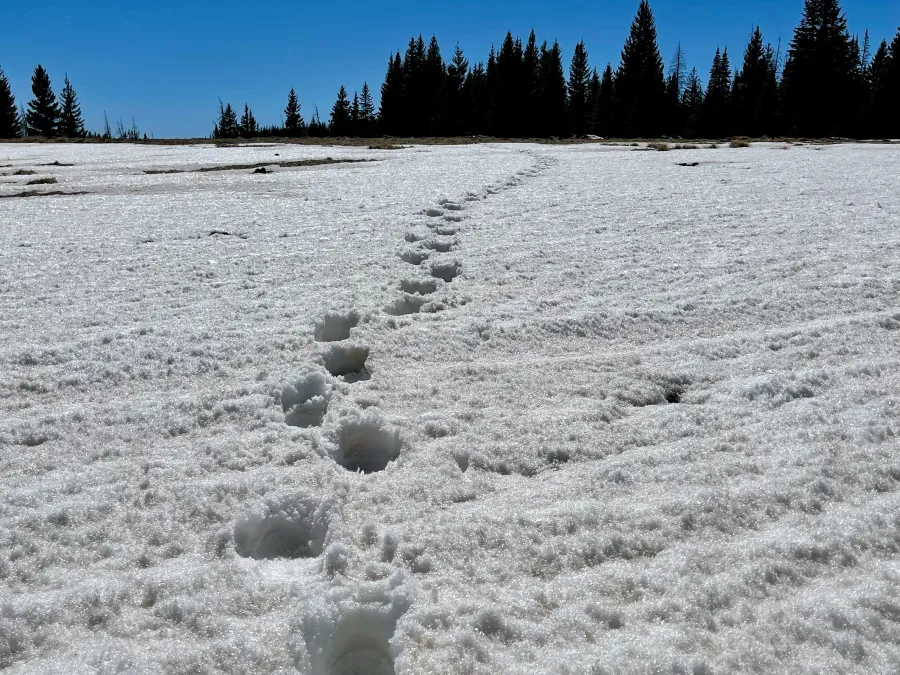 Tracks in snow across a meadow