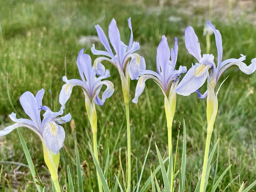 Wild iris