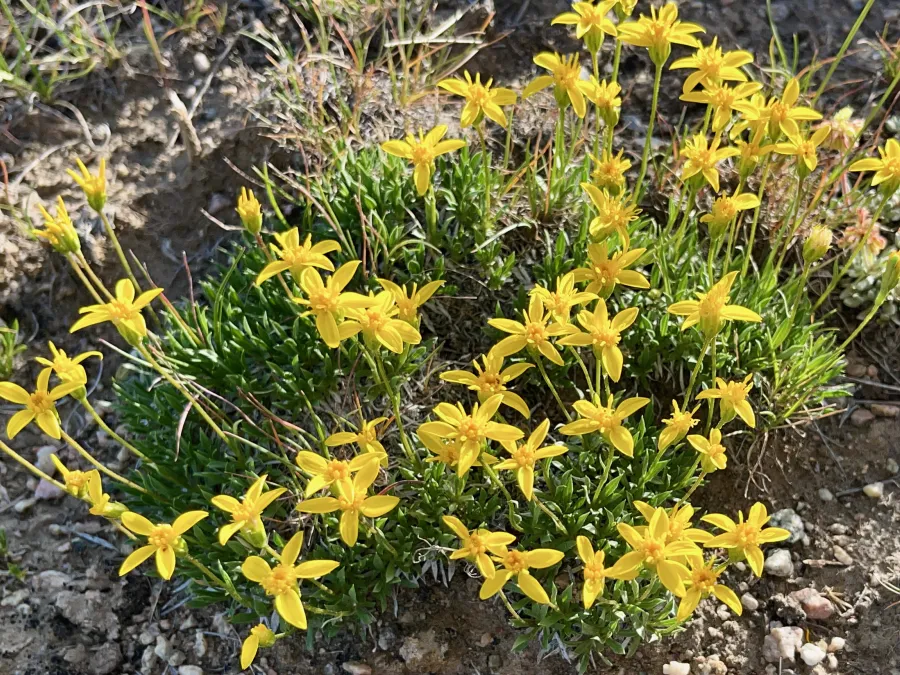 Stemless mock goldenweed