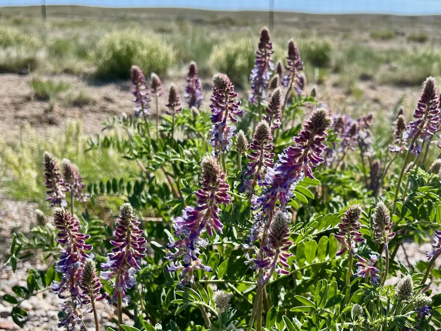 alpine sweetvetch