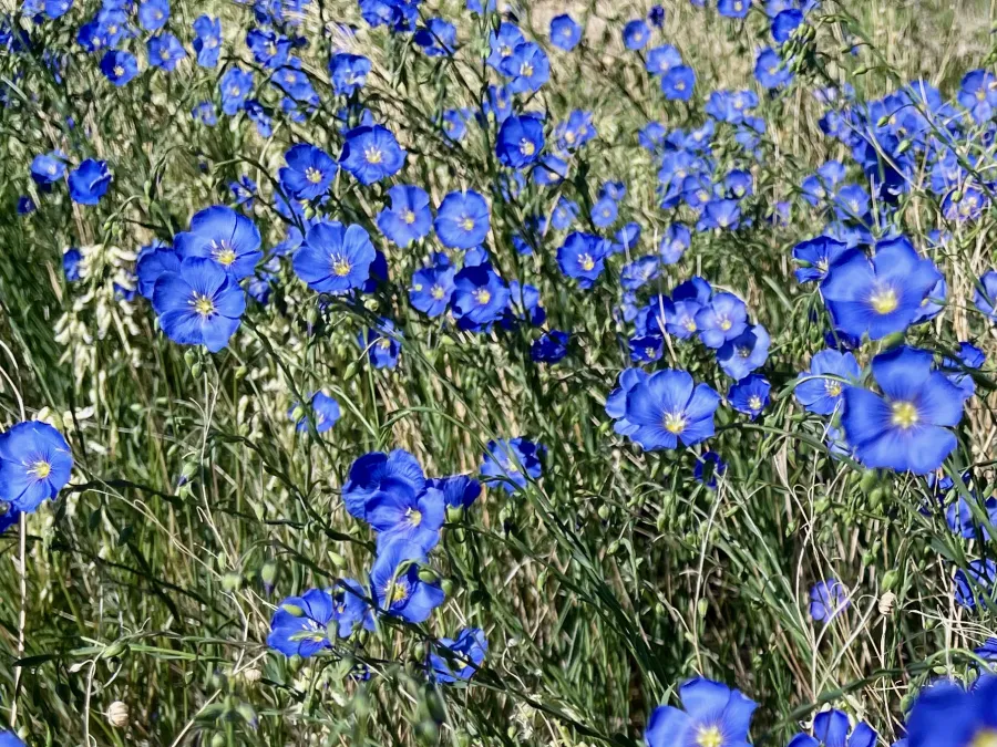 western blue flax