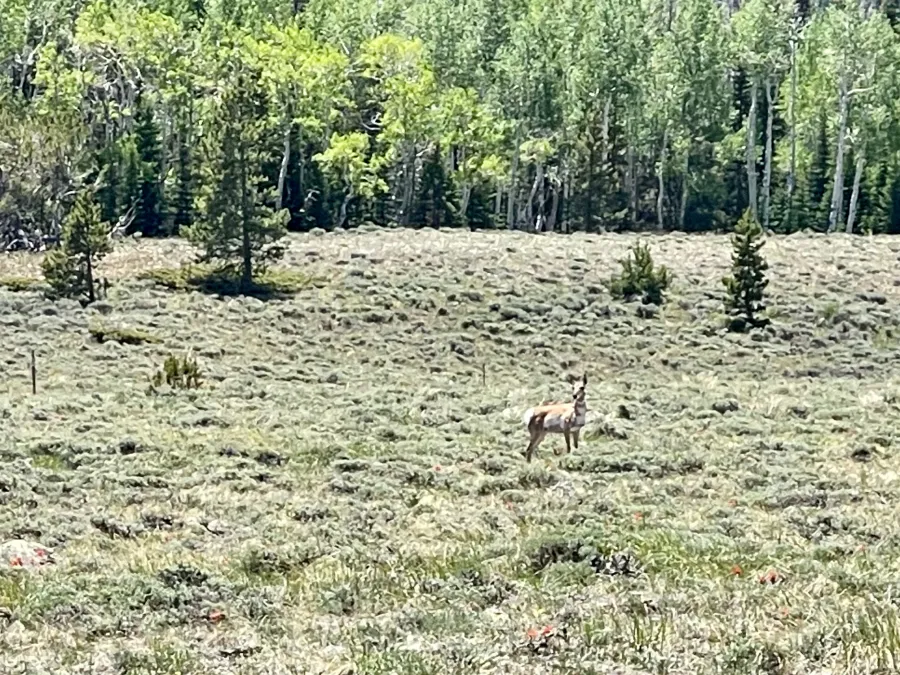A prong-horned antelope