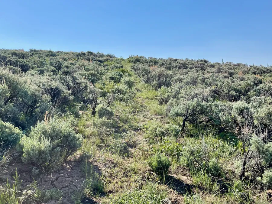 The trail is difficult to see among grass and sagebrush
