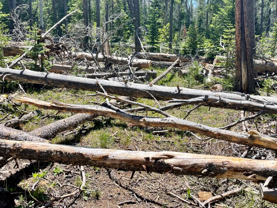 Dead trees lying across the trail
