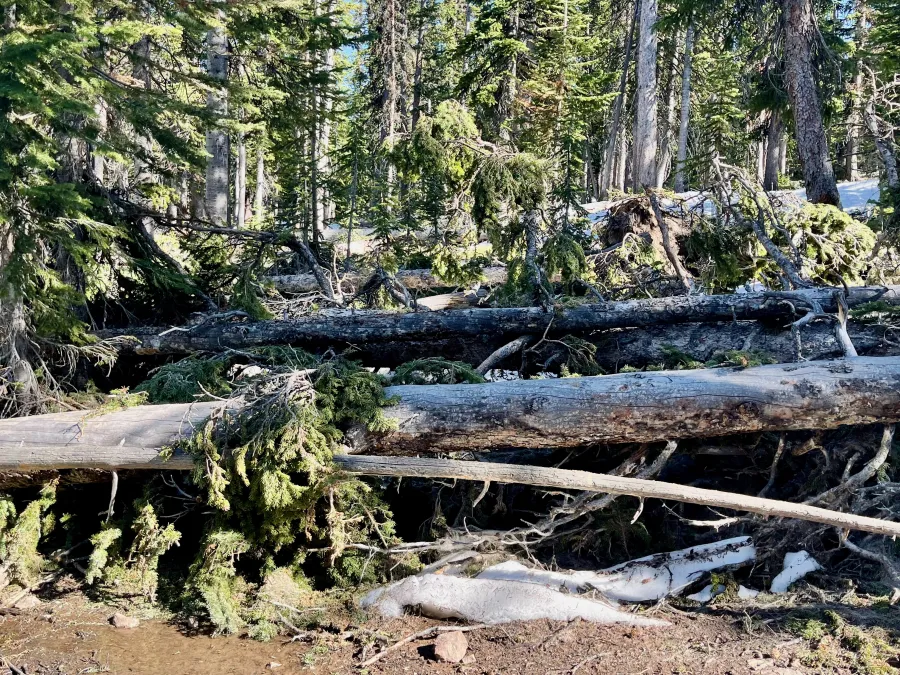 More blowdowns lie across the trail