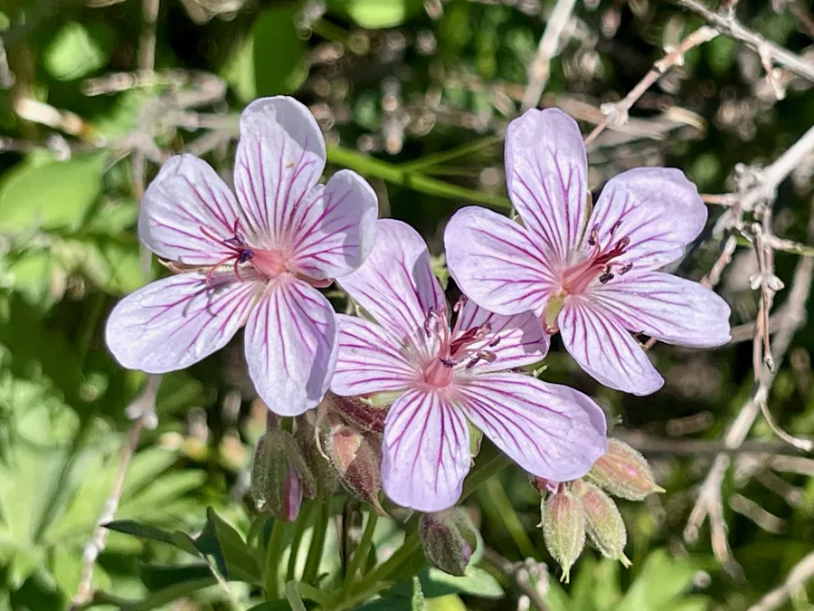 Richardson's geraniums