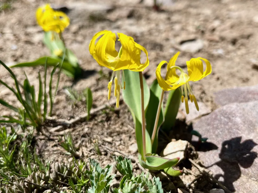 glacier lilies
