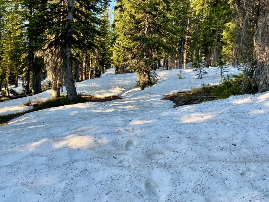 Snow across the trail