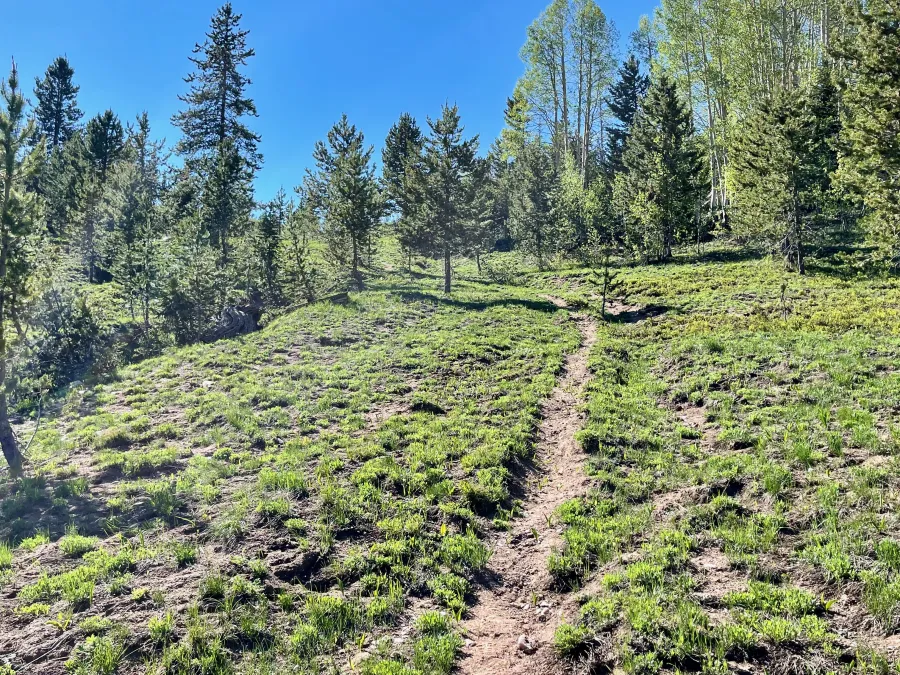 A steep climb in Huston Park Wilderness