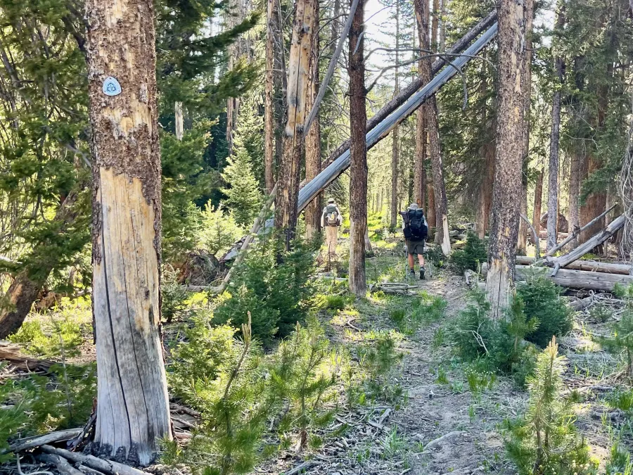 Top O' and OldTimer follow the trail through a forest