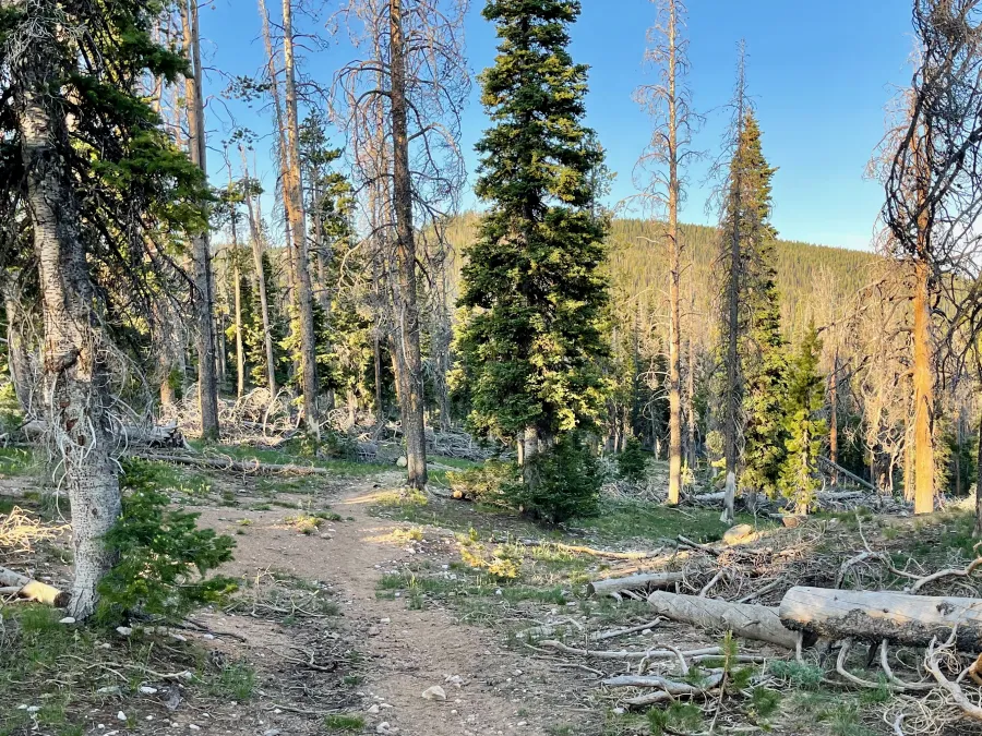 The CDT south of Huston Park Wilderness