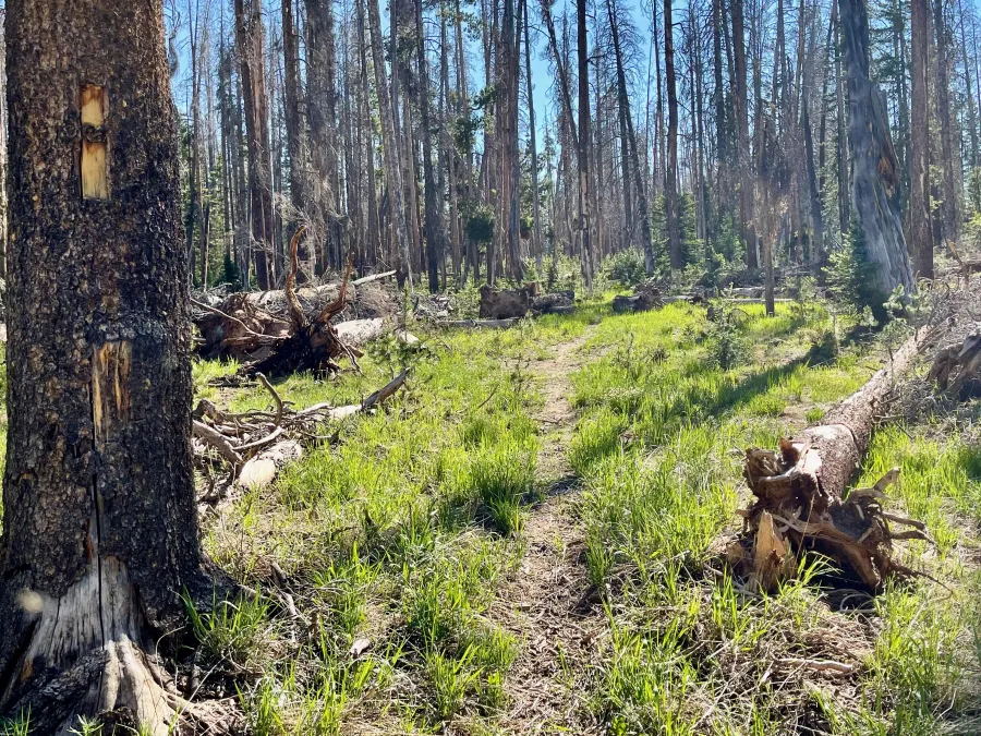 A blaze has been cut in a tree