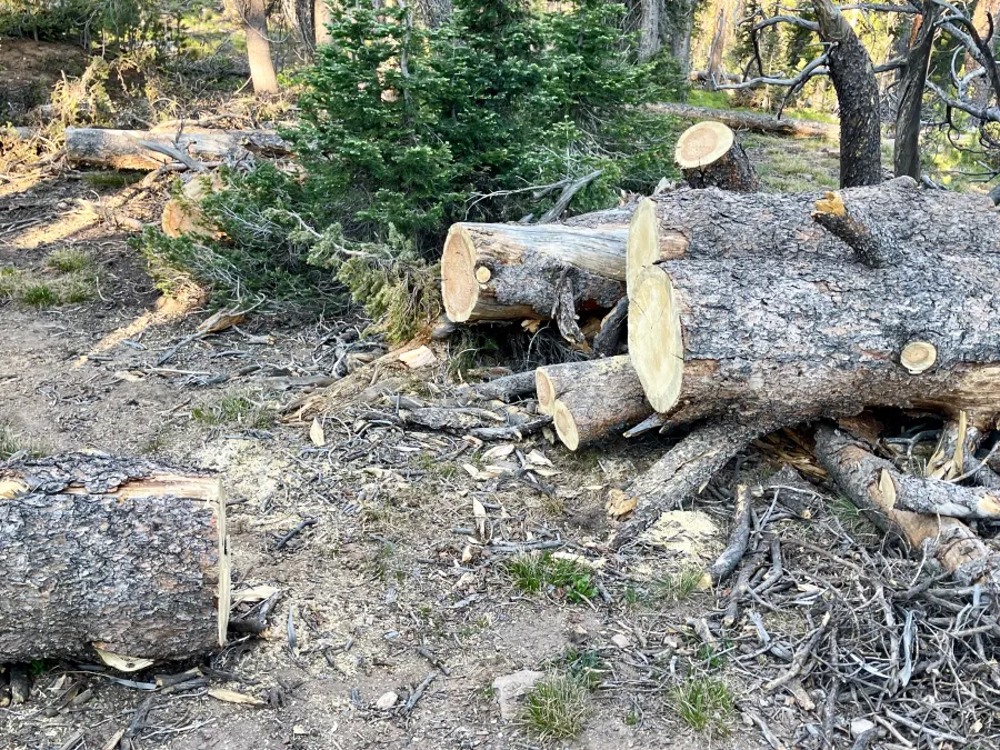Downed trees cut to clear the trail