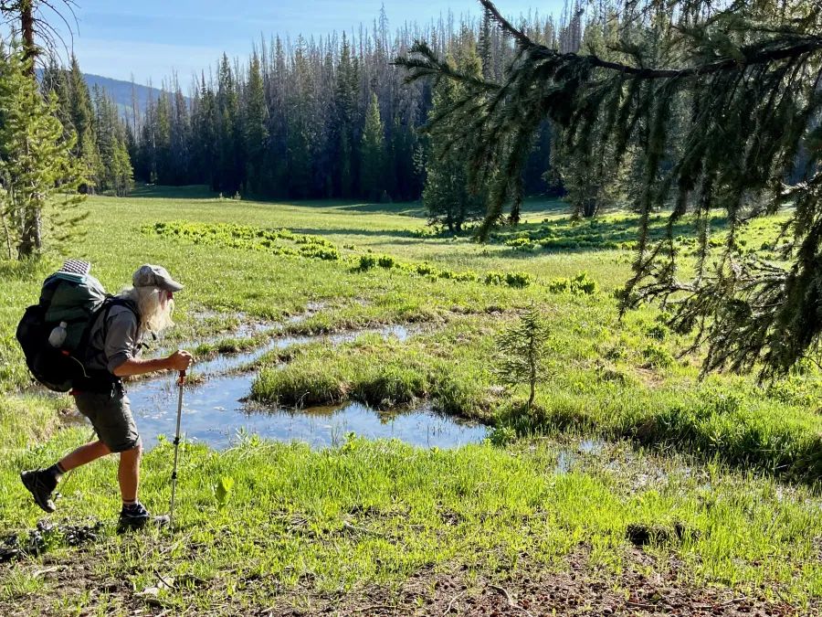 OldTimer crosses a soggy meadow