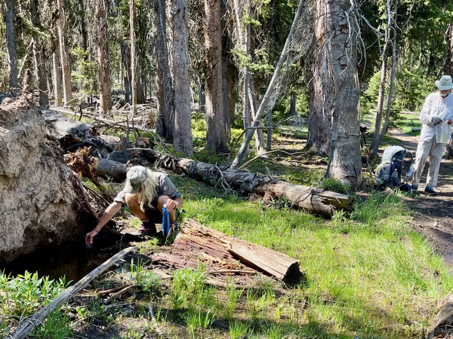 A spring flows at the base of a toppled tree
