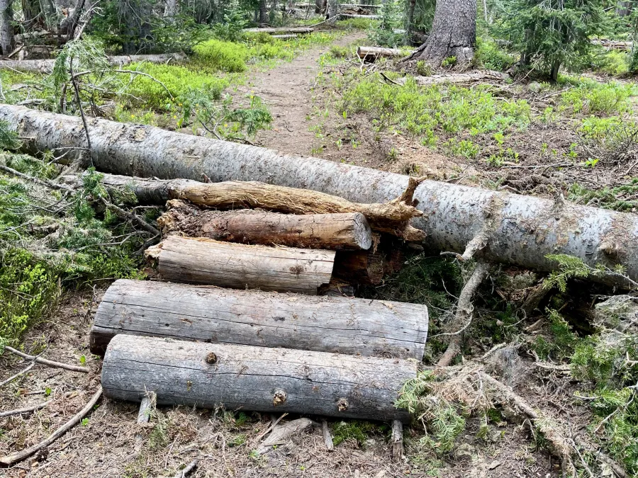 A ramp made of logs