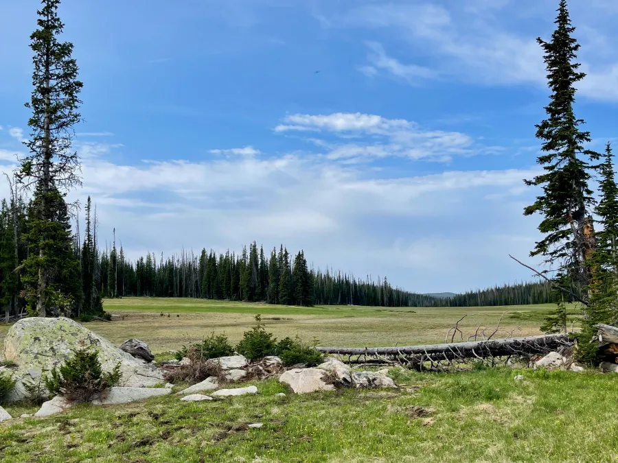 A large meadow