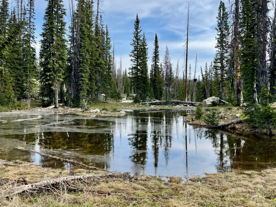 A pond of stagnant water