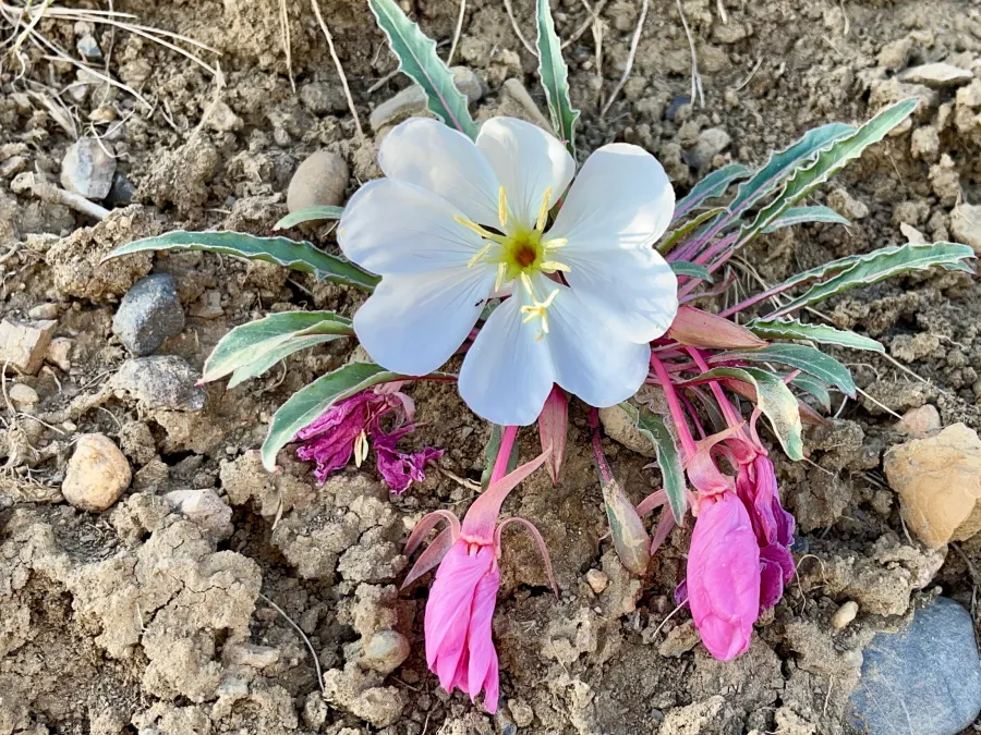 tufted evening primrose