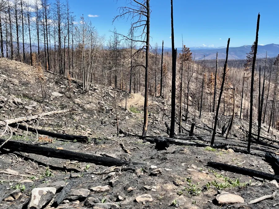 Forest fire damage on Haystack Mountain