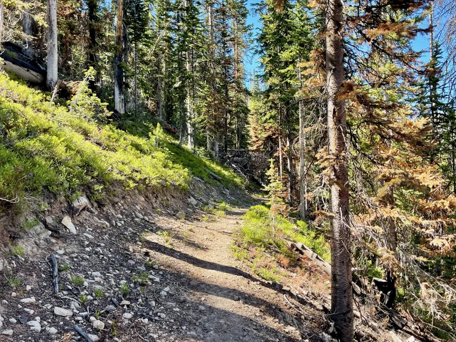 Returning to a green forest