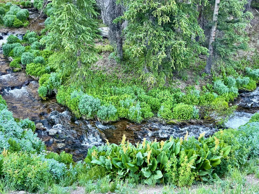 Middle Fork Arapaho Creek