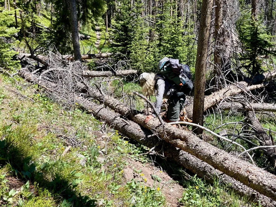 OldTimer climbs over a blowdown