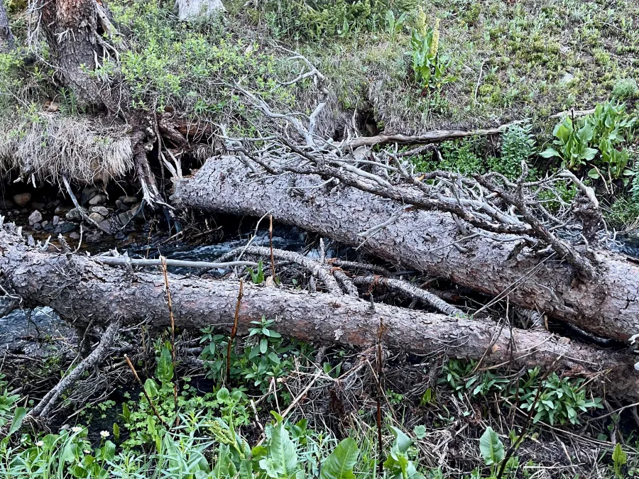 A sketchy stream crossing on a downed tree
