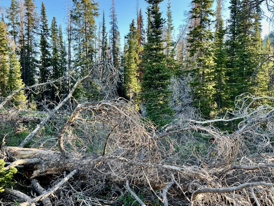 Blowdowns on the trail