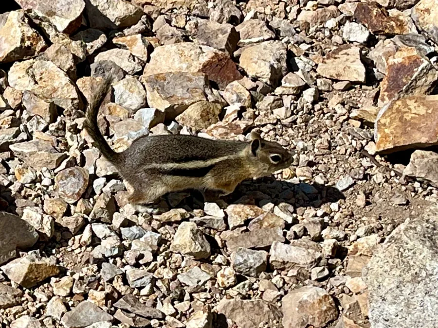 A chipmunk on Parkview Mountain