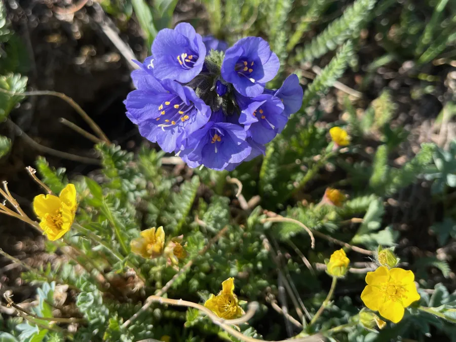 Rocky Mountain sticky cinquefoil and sky pilot