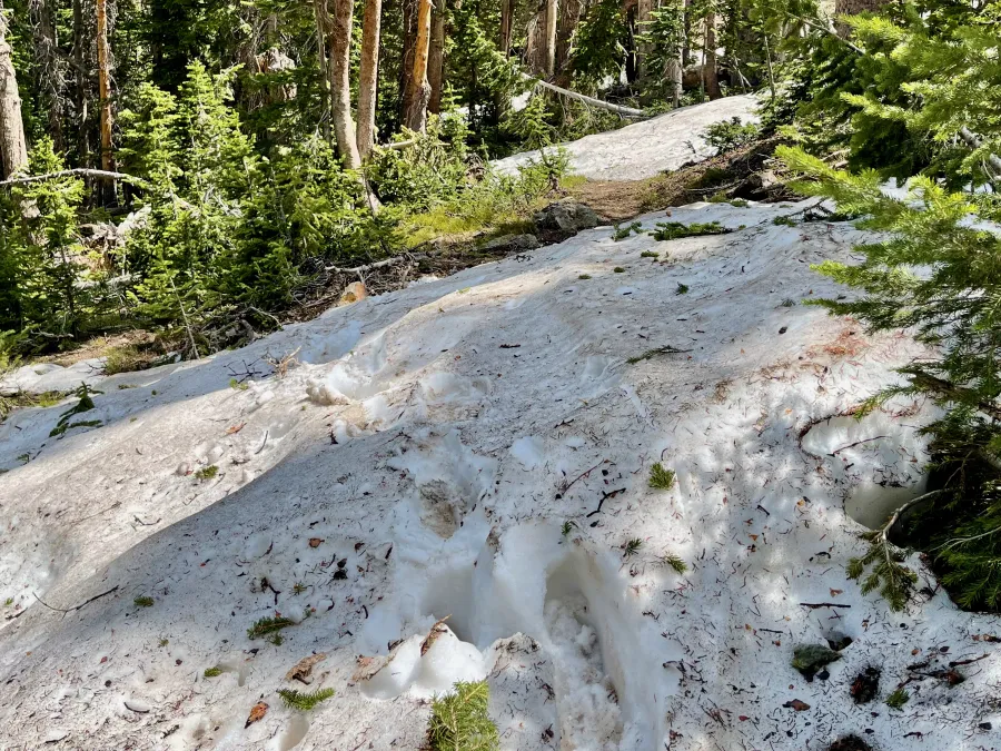 Snow across the trail